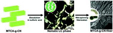 Graphical abstract: The true liquid crystal phases of 2D polymeric carbon nitride and macroscopic assembled fibers