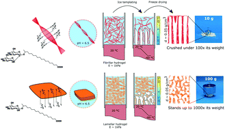 Graphical abstract: Soft lamellar solid foams from ice-templating of self-assembled lipid hydrogels: organization drives the mechanical properties