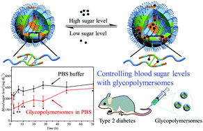 Graphical abstract: Controlling blood sugar levels with a glycopolymersome