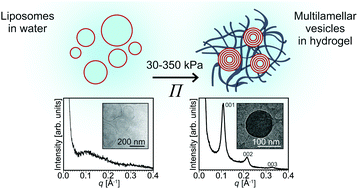 Graphical abstract: The structural fate of lipid nanoparticles in the extracellular matrix