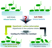Graphical abstract: A nanolayer coating on polydimethylsiloxane surfaces enables a mechanistic study of bacterial adhesion influenced by material surface physicochemistry