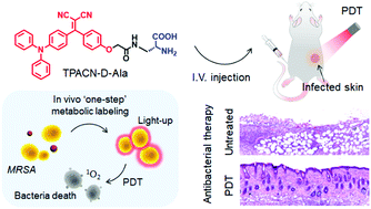 Graphical abstract: One-step in vivo metabolic labeling as a theranostic approach for overcoming drug-resistant bacterial infections