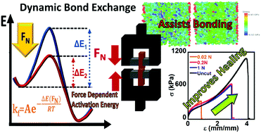 Graphical abstract: Accelerating dynamic exchange and self-healing using mechanical forces in crosslinked polymers