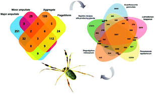 Graphical abstract: A proteotranscriptomic study of silk-producing glands from the orb-weaving spiders