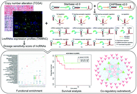 Graphical abstract: Identification of cancer prognosis-associated lncRNAs based on the miRNA-TF co-regulatory motifs and dosage sensitivity