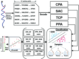 Graphical abstract: Prediction of S-nitrosylation sites by integrating support vector machines and random forest
