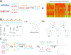 Graphical abstract: Comparison and analysis of lncRNA-mediated ceRNA regulation in different molecular subtypes of glioblastoma