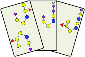 Graphical abstract: Novel O-linked sialoglycan structures in human urinary glycoproteins