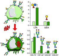 Graphical abstract: Mycobacterium bovis BCG infection alters the macrophage N-glycome