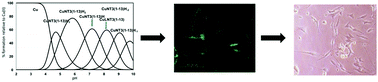 Graphical abstract: Copper complexes of synthetic peptides mimicking neurotrophin-3 enhance neurite outgrowth and CREB phosphorylation