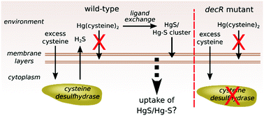 Graphical abstract: The role of cysteine and sulfide in the interplay between microbial Hg(ii) uptake and sulfur metabolism