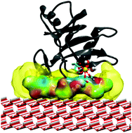 Graphical abstract: Calcium ion implicitly modulates the adsorption ability of ion-dependent type II antifreeze proteins on an ice/water interface: a structural insight