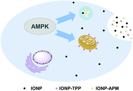 Graphical abstract: AMPK mediates the neurotoxicity of iron oxide nanoparticles retained in mitochondria or lysosomes