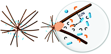 Graphical abstract: Metallophores associated with Trichodesmium erythraeum colonies from the Gulf of Aqaba