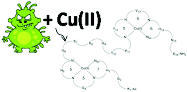Graphical abstract: Stability of Cu(ii) complexes with FomA protein fragments containing two His residues in the peptide chain