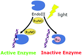 Graphical abstract: Photoinduced inhibition of DNA repair enzymes and the possible mechanism of photochemical transformations of the ruthenium nitrosyl complex [RuNO(β-Pic)2(NO2)2OH]