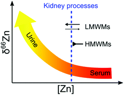 Graphical abstract: Assessment of coupled Zn concentration and natural stable isotope analyses of urine as a novel probe of Zn status