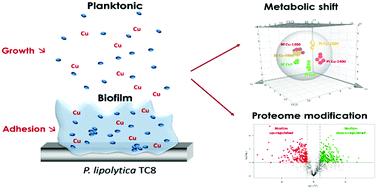 Graphical abstract: Metabolomic and proteomic changes induced by growth inhibitory concentrations of copper in the biofilm-forming marine bacterium Pseudoalteromonas lipolytica