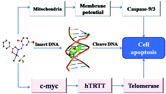 Graphical abstract: Novel Pt(ii) complexes with modified aroyl-hydrazone Schiff-base ligands: synthesis, cytotoxicity and action mechanism