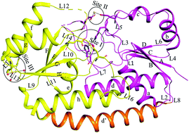 Graphical abstract: Characterization of the heavy metal binding properties of periplasmic metal uptake protein CLas-ZnuA2