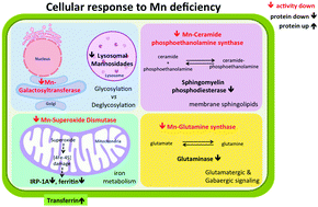 Graphical abstract: Intestinal response to dietary manganese depletion in Drosophila