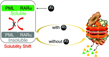 Graphical abstract: Irreversibility of arsenic trioxide induced PML/RARα fusion protein solubility changes