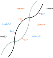 Graphical abstract: The role of metal ion binding in the antioxidant mechanisms of reduced and oxidized glutathione in metal-mediated oxidative DNA damage