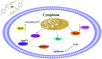 Graphical abstract: Synthesis, characterization, and antitumor properties of Au(i)–thiourea complexes