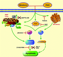 Graphical abstract: Melatonin triggers the anticancer potential of phenylarsine oxide via induction of apoptosis through ROS generation and JNK activation