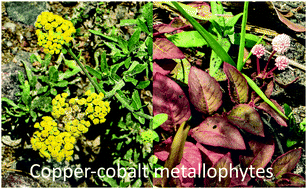 Graphical abstract: Elemental distribution and chemical speciation of copper and cobalt in three metallophytes from the copper–cobalt belt in Northern Zambia