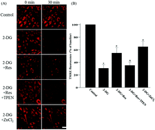 Graphical abstract: Zn2+ and mPTP mediate resveratrol-induced myocardial protection from endoplasmic reticulum stress