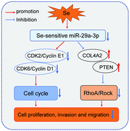 Graphical abstract: Selenium-mediated gga-miR-29a-3p regulates LMH cell proliferation, invasion, and migration by targeting COL4A2