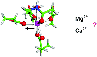 Graphical abstract: How mechanical forces can modulate the metal affinity and selectivity of metal binding sites in proteins