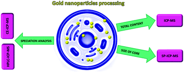 Graphical abstract: Joint forces of direct, single particle, CE– and HPLC–inductively coupled plasma mass spectrometry techniques for the examination of gold nanoparticle accumulation, distribution and changes inside human cells