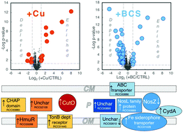 Graphical abstract: Comparative differential cuproproteomes of Rhodobacter capsulatus reveal novel copper homeostasis related proteins