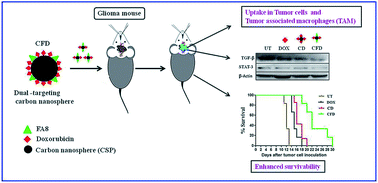 Graphical abstract: Dual targeting of folate receptor-expressing glioma tumor-associated macrophages and epithelial cells in the brain using a carbon nanosphere–cationic folate nanoconjugate