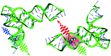 Graphical abstract: tRNA as a stabilizing matrix for fluorescent silver clusters: photophysical properties and IR study