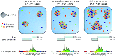 Graphical abstract: Effect of molecular crowding on the biological identity of liposomes: an overlooked factor at the bio-nano interface