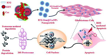 Graphical abstract: A NIR-responsive indocyanine green-genistein nanoformulation to control the polycomb epigenetic machinery for the efficient combinatorial photo/chemotherapy of glioblastoma