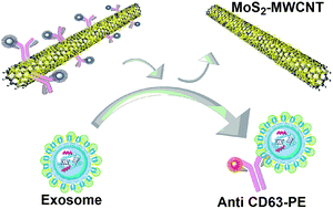 Graphical abstract: A MoS2–MWCNT based fluorometric nanosensor for exosome detection and quantification
