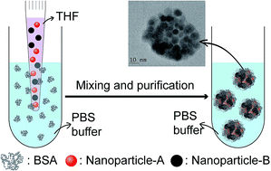 Graphical abstract: Spontaneous and instant formation of highly stable protein–nanoparticle supraparticle co-assemblies driven by hydrophobic interaction