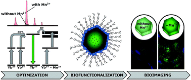 Graphical abstract: Near-infrared excited luminescence and in vitro imaging of HeLa cells by using Mn2+ enhanced Tb3+ and Yb3+ cooperative upconversion in NaYF4 nanocrystals