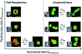 Graphical abstract: Reconfigurable assembly of charged polymer-modified Janus and non-Janus particles: from half-raspberries to colloidal clusters and chains