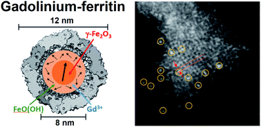 Graphical abstract: Formation of gadolinium–ferritin from clinical magnetic resonance contrast agents