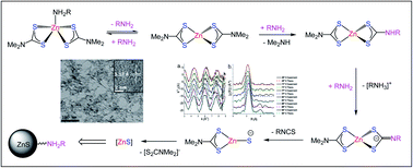 Graphical abstract: Understanding the role of zinc dithiocarbamate complexes as single source precursors to ZnS nanomaterials