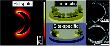 Graphical abstract: Addressing the plasmonic hotspot region by site-specific functionalization of nanostructures