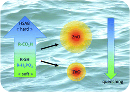 Graphical abstract: Nanocrystal–ligand interactions deciphered: the influence of HSAB and pKa in the case of luminescent ZnO