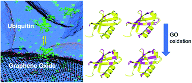 Graphical abstract: Modulation of protein–graphene oxide interactions with varying degrees of oxidation