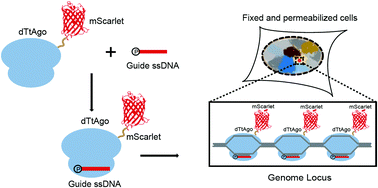 Graphical abstract: AgoFISH: cost-effective in situ labelling of genomic loci based on DNA-guided dTtAgo protein