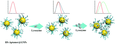 Graphical abstract: Sensitive colorimetric detection for lysozyme based on the capture of a fixed thiol-aptamer on gold nanoparticles